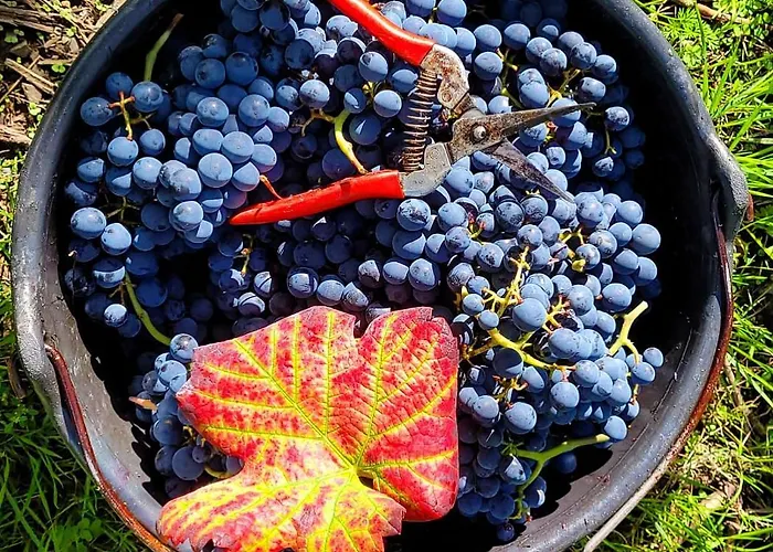 Rehschopp Frühstückspension